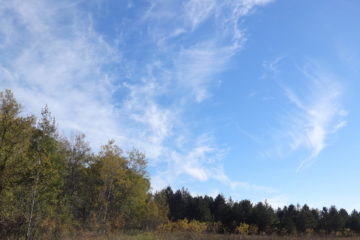 A blue sky with feathery clouds above a forest