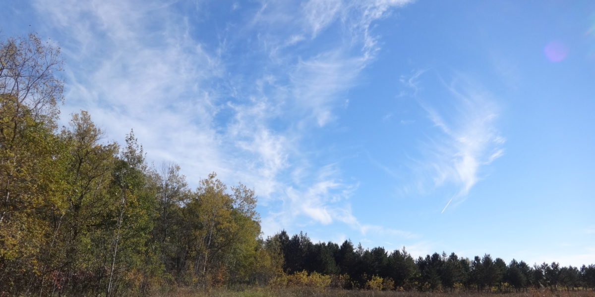 A blue sky with feathery clouds above a forest