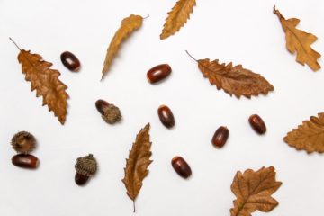 Fall leaves