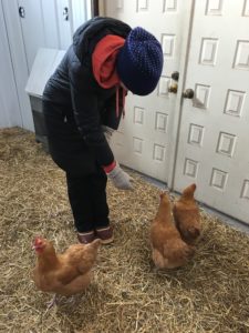 Maddy feeding chickens