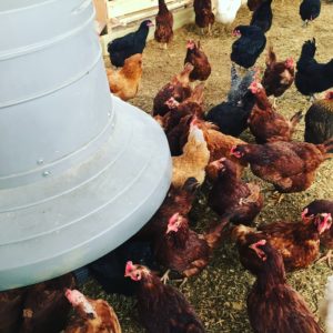 Chickens around a feeding trough. 